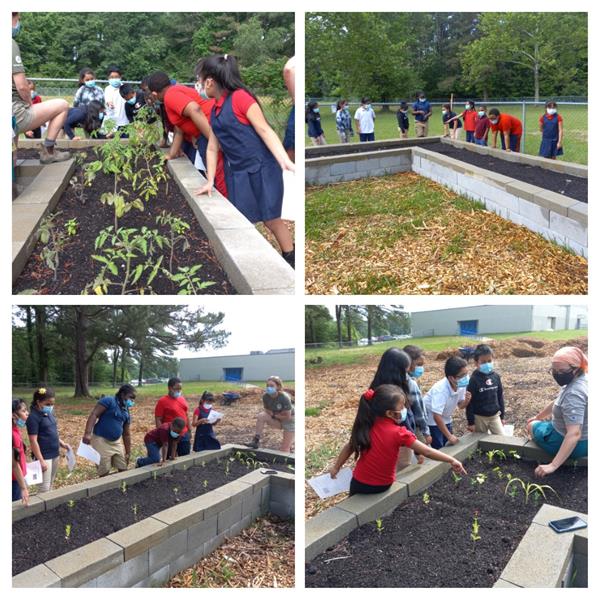 Garden Tour, Chicot